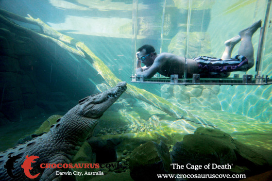 Get face-to face- with 18-foot Choppa at Crocosaurus Cove aquarium, in Darwin, Australia.